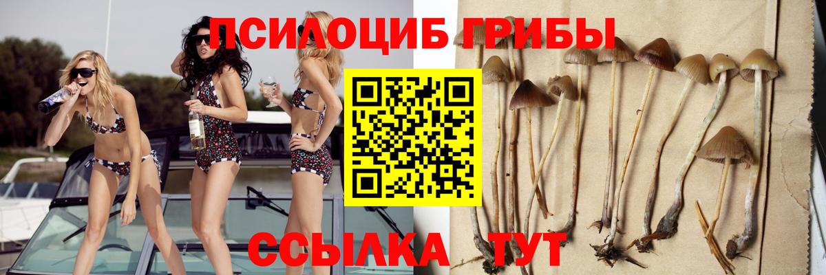 Галлюциногенные грибы Psilocybine cubensis Туапсе